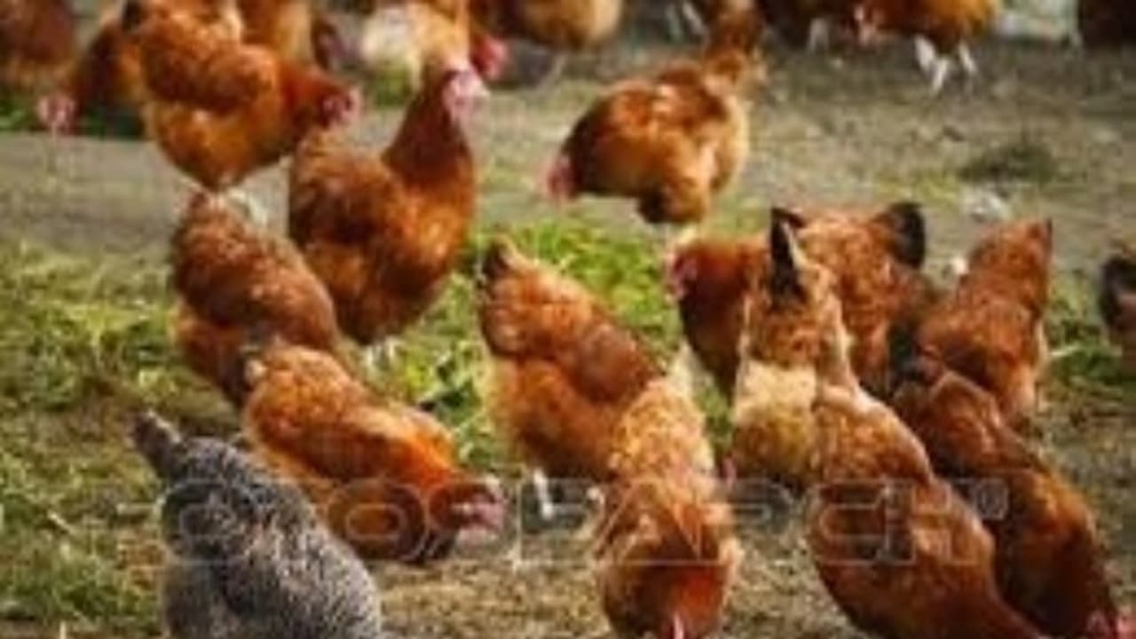 நாட்டுக் கோழிகளை வளர்ப்பது எப்படி? நாட்டுக் கோழிகளை வளர்ப்பது எப்படி?