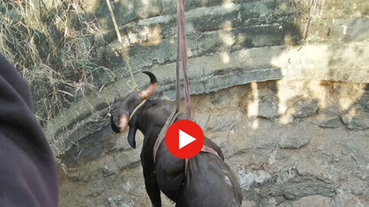 బావిలో పడ్డ అడవి దున్నను ఎలా కాపాడారో చూడండి (వీడియో) బావిలో పడ్డ అడవి దున్నను ఎలా కాపాడారో చూడండి (వీడియో)