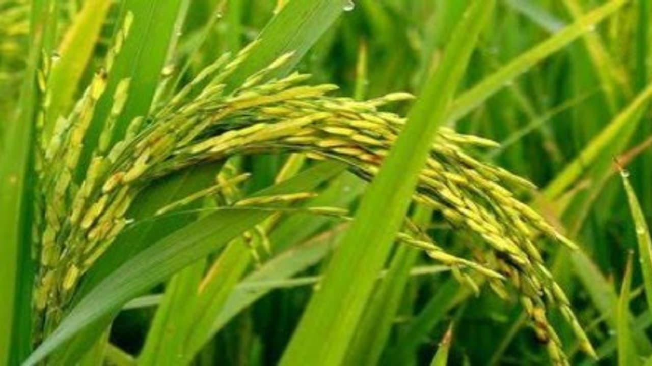 நெல் சாகுபடியில் துத்தநாக சல்பேட், சுண்ணாம்பு மற்றும் ஜிப்சம் எப்படி போடனும்…