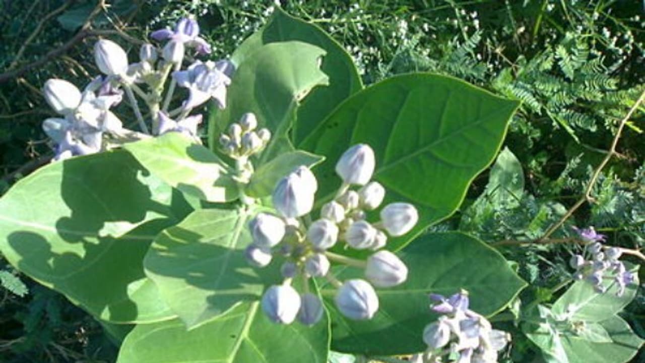 இயற்கை உரமான ‘எருக்கம் செடி’ உரத்திய எப்படி பயன்படுத்துவது? இயற்கை உரமான ‘எருக்கம் செடி’ உரத்திய எப்படி பயன்படுத்துவது?