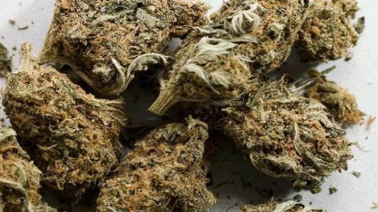 ಮಾದಕ ವಸ್ತು ದಂಧೆ: 26 ಮಂದಿ ಅರೆಸ್ಟ್, ಗಾಂಜಾ ವಶ ಮಾದಕ ವಸ್ತು ದಂಧೆ: 26 ಮಂದಿ ಅರೆಸ್ಟ್, ಗಾಂಜಾ ವಶ