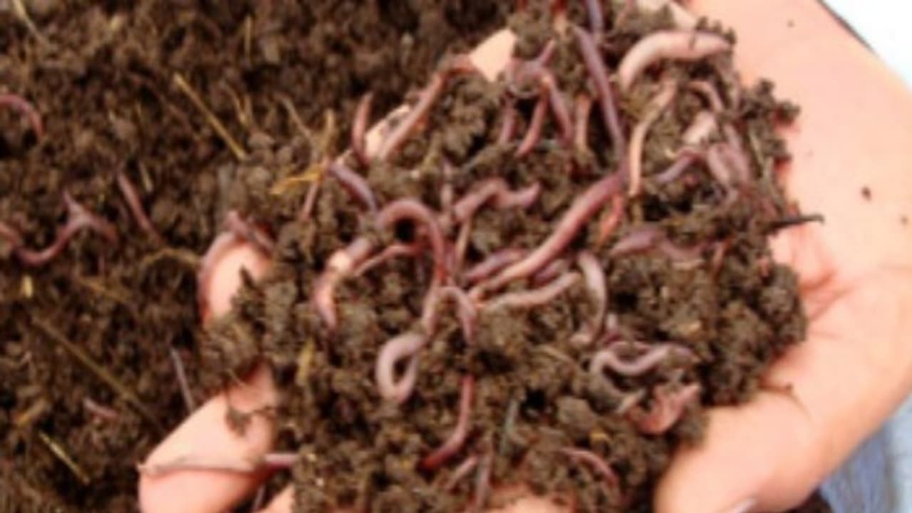 மண்புழுவில் எத்தனை எத்தனை ரகங்கள் இருக்கிறது தெரியுமா? மண்புழுவில் எத்தனை எத்தனை ரகங்கள் இருக்கிறது தெரியுமா?