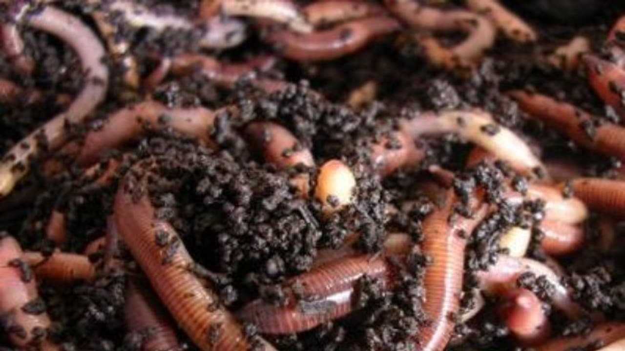 மண்புழு படுக்கை தயாரிக்கும் முறை குறித்து ஒரு அலசல்... மண்புழு படுக்கை தயாரிக்கும் முறை குறித்து ஒரு அலசல்...