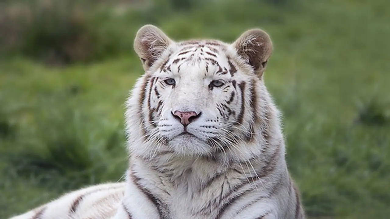 'Possessed' man jumps into a white tiger enclosure, escapes unhurt 'Possessed' man jumps into a white tiger enclosure, escapes unhurt