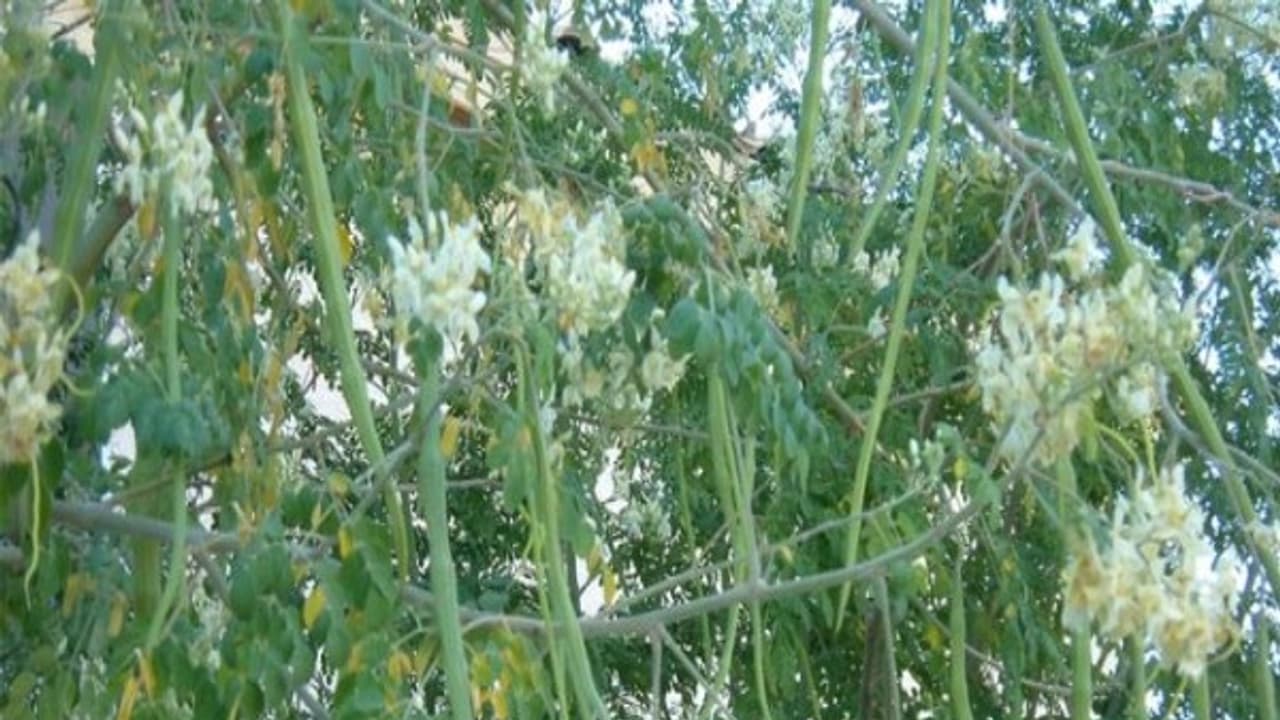 இயற்கை முறையில் முருங்கை சாகுபடி செய்ய சில வழிகள்… இயற்கை முறையில் முருங்கை சாகுபடி செய்ய சில வழிகள்…