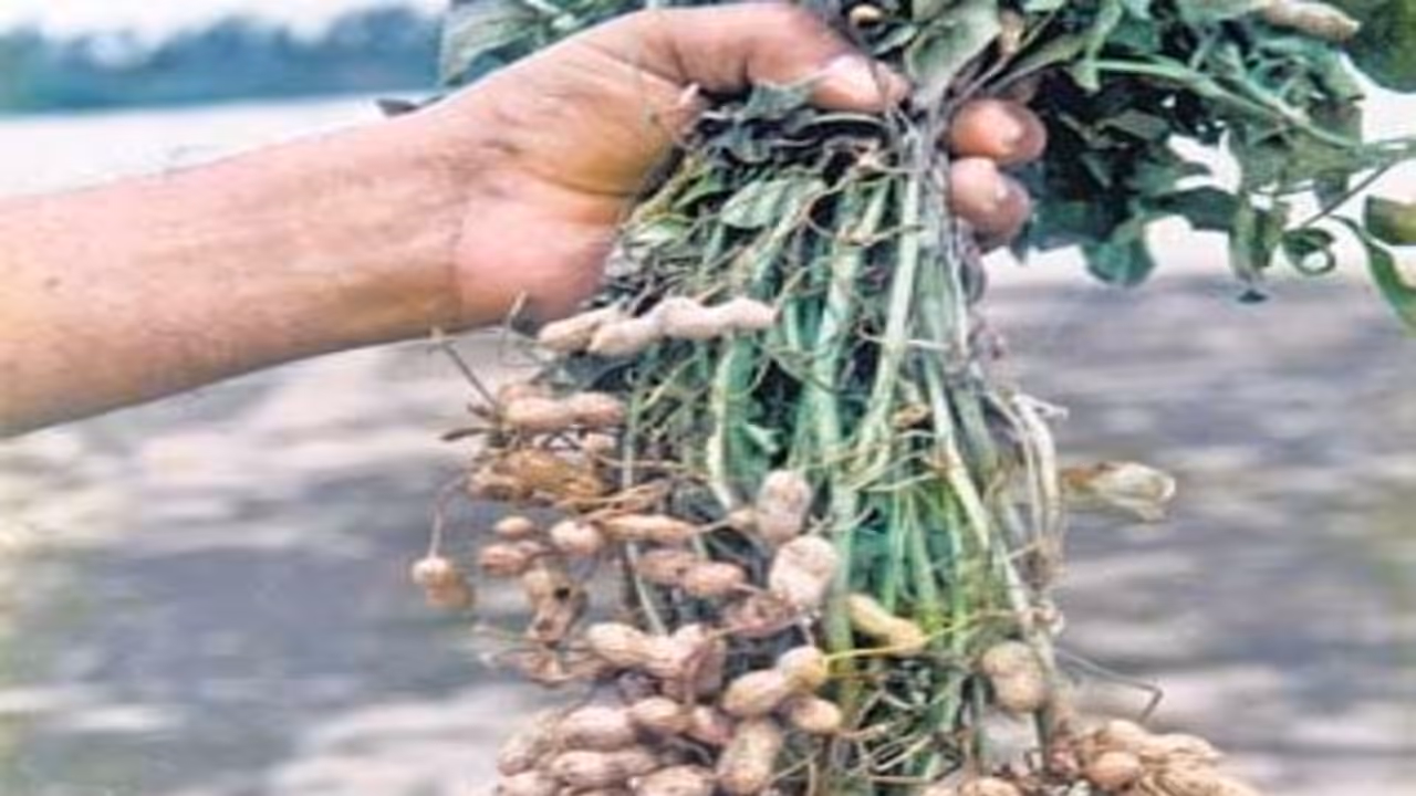 மணிலா பயிரிடும்போது அவற்றிற்கு எந்த மாதிரியான உரங்களை இடலாம்... மணிலா பயிரிடும்போது அவற்றிற்கு எந்த மாதிரியான உரங்களை இடலாம்...