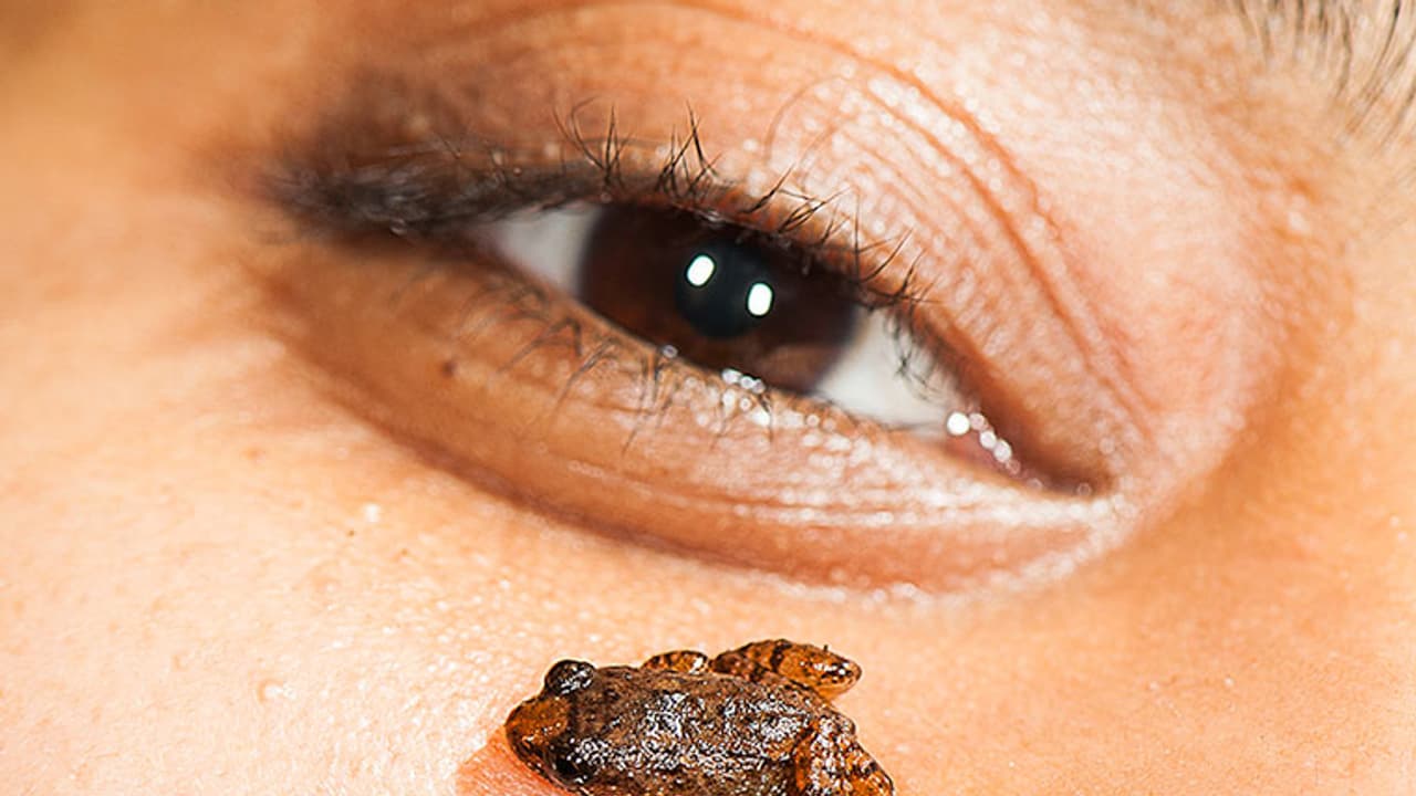 Seven new night frogs from Western Ghats; four of them smaller than thumbnail!