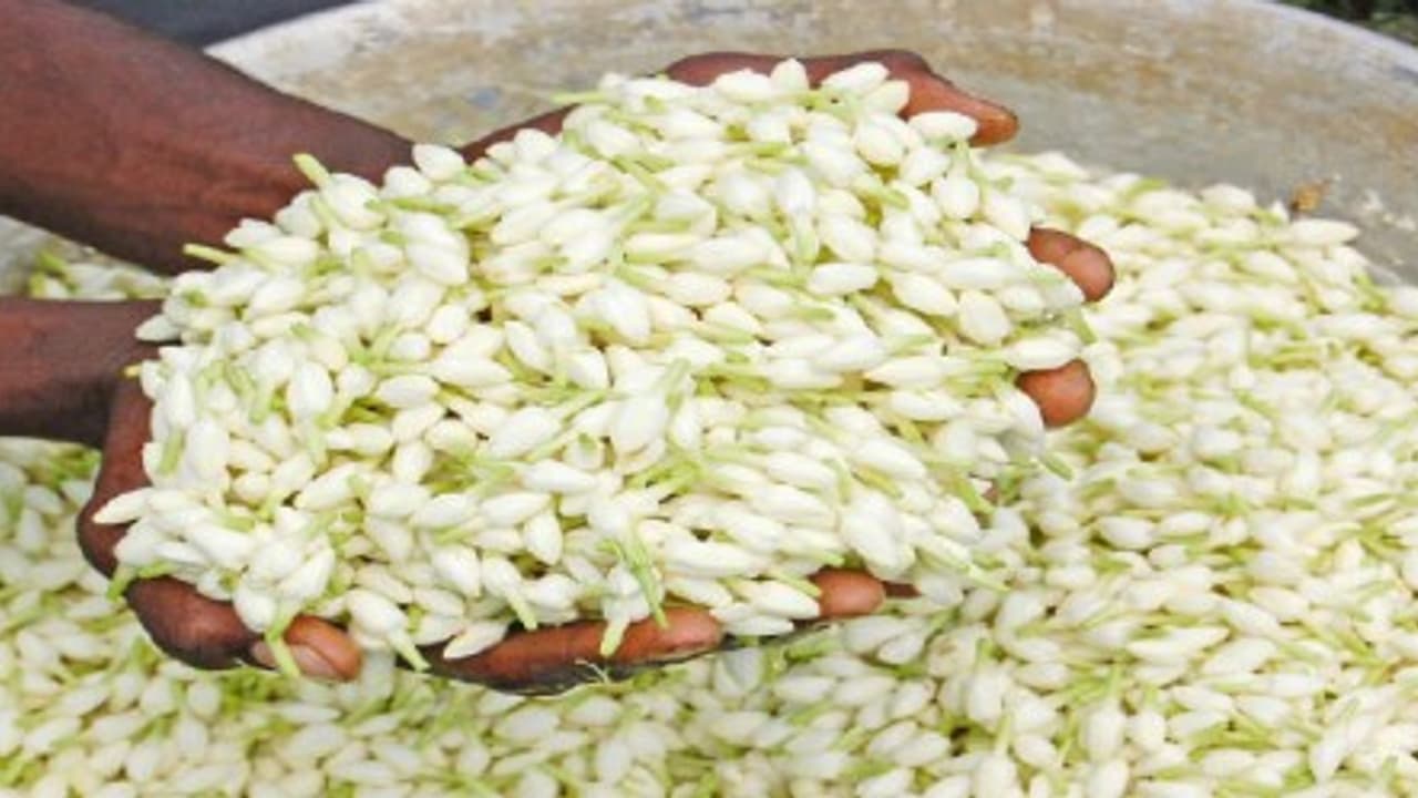 செண்டுமல்லியை சுலபமாக சாகுபடி செய்வதெப்படி? இதை வாசிச்சு தெரிஞ்சுக்குங்க… செண்டுமல்லியை சுலபமாக சாகுபடி செய்வதெப்படி? இதை வாசிச்சு தெரிஞ்சுக்குங்க…