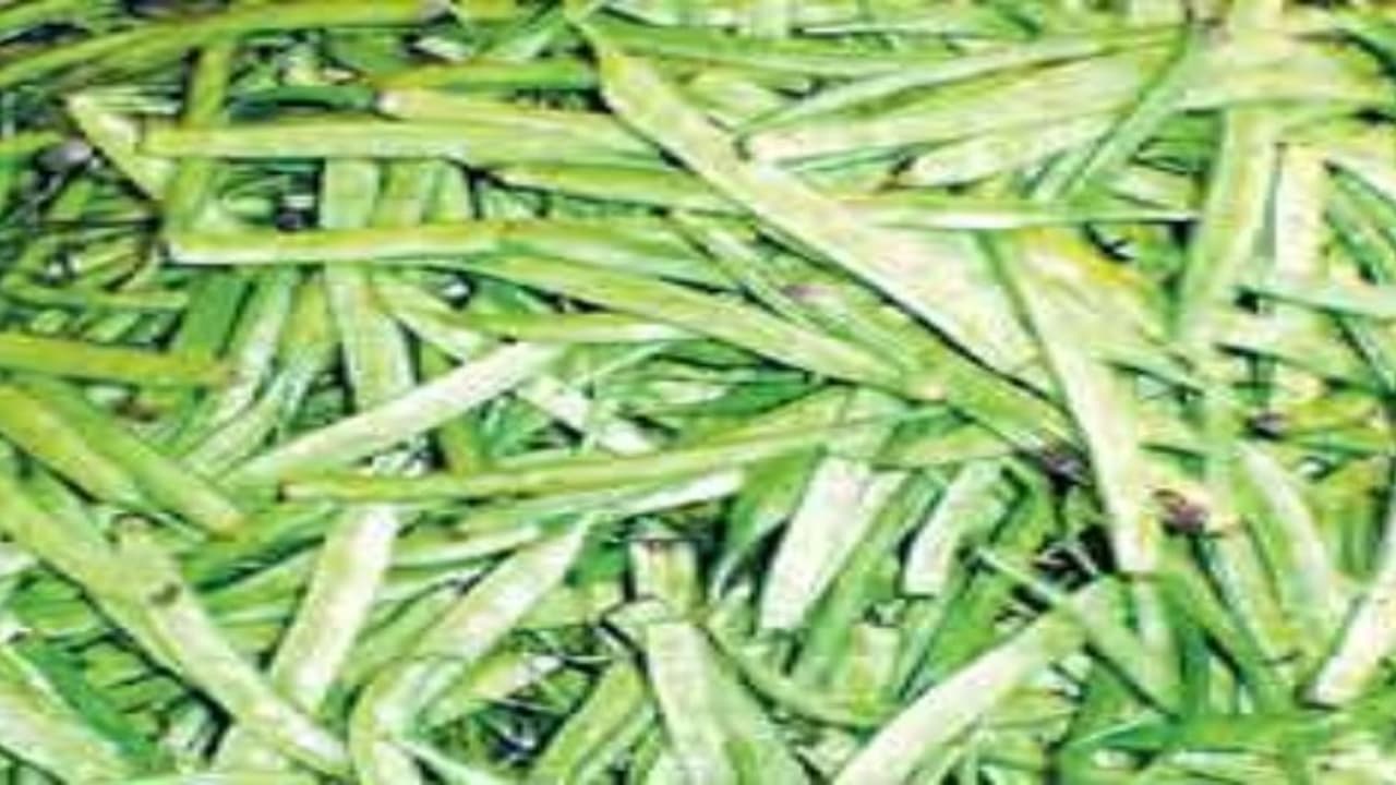 குவார் எனப்படும் கொத்தவரையின் சாகுபடி நுட்பங்களை தெரிந்து கொண்டு அதிக மகசூலைப் பெறுங்கள்… குவார் எனப்படும் கொத்தவரையின் சாகுபடி நுட்பங்களை தெரிந்து கொண்டு அதிக மகசூலைப் பெறுங்கள்…