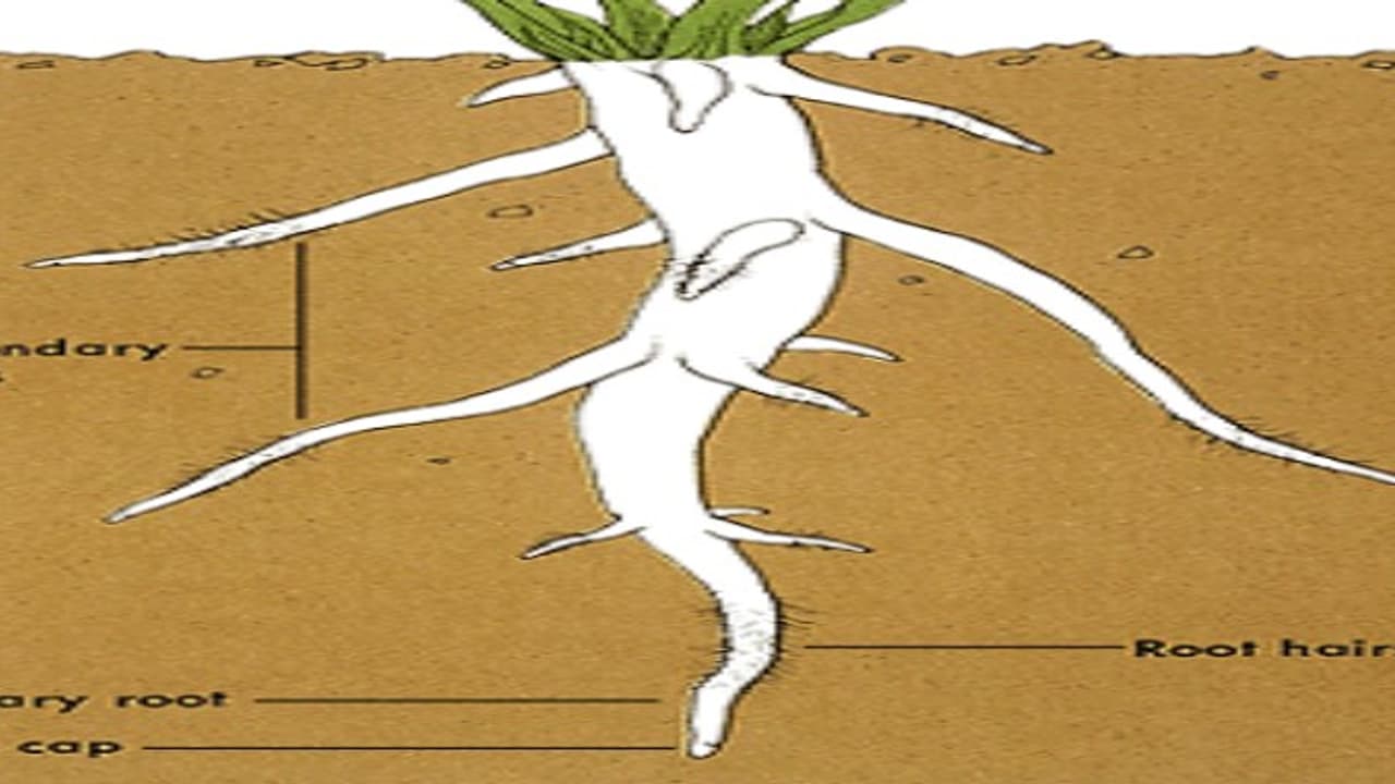 15 சதவீதம் விளைச்சலை அதிகரிக்க வேர் பூசணம் செய்யலாம்… 15 சதவீதம் விளைச்சலை அதிகரிக்க வேர் பூசணம் செய்யலாம்…