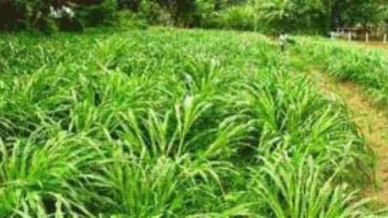 பயிர்களைத் தாக்கும் பூச்சிகள், நோய்கள் மற்றும் கட்டுப்படுத்தும் முறைகள்… பயிர்களைத் தாக்கும் பூச்சிகள், நோய்கள் மற்றும் கட்டுப்படுத்தும் முறைகள்…