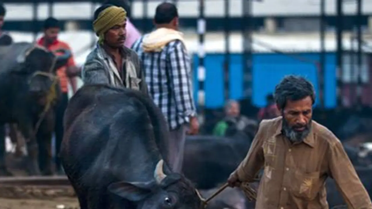 No illegal slaughter houses in Shivajinagar, Karnataka tells HC