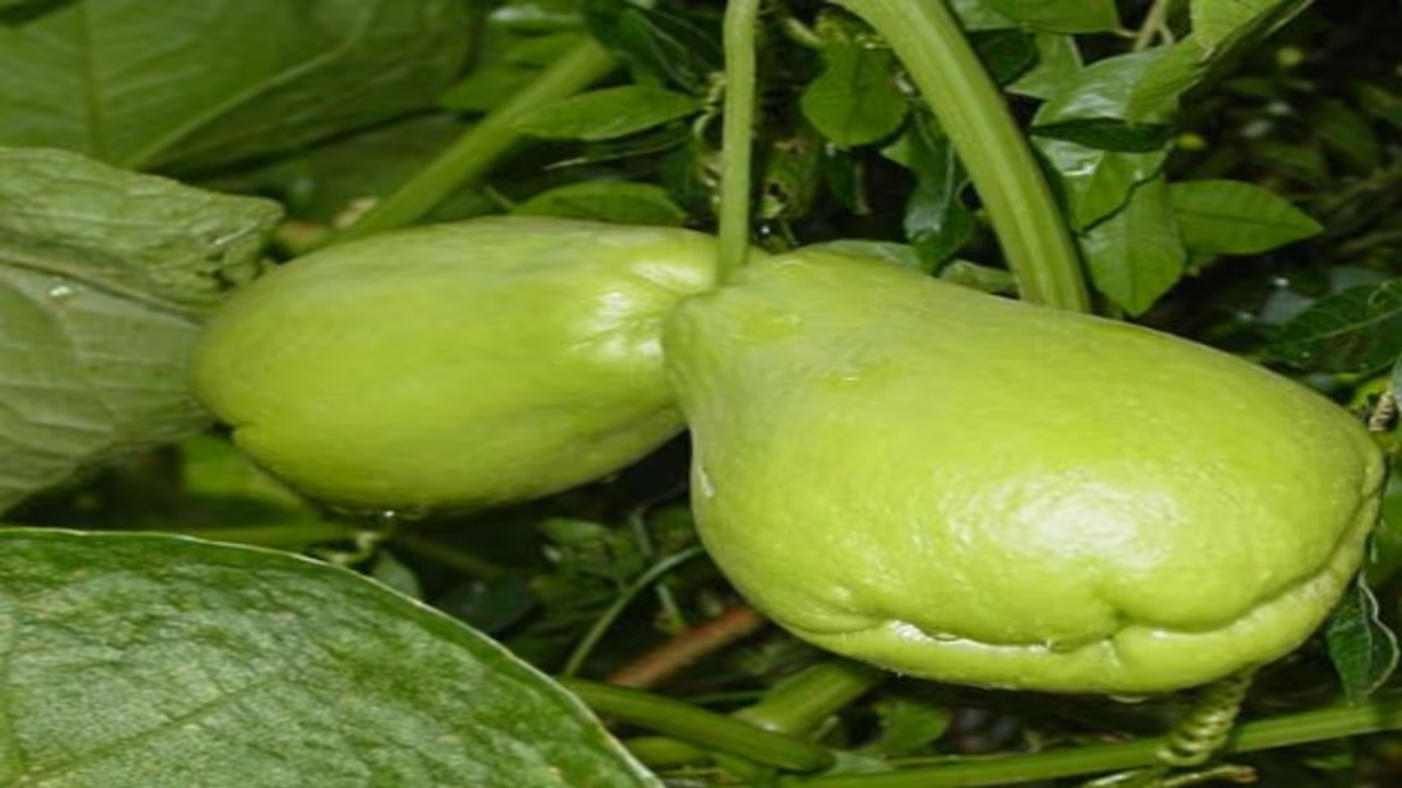 சௌ சௌவில் இவ்வளவு நன்மைகள் இருக்குனு தெரிஞ்சா நீங்கள் அதை சாப்பிடாம இருக்க மாட்டீங்க… சௌ சௌவில் இவ்வளவு நன்மைகள் இருக்குனு தெரிஞ்சா நீங்கள் அதை சாப்பிடாம இருக்க மாட்டீங்க…