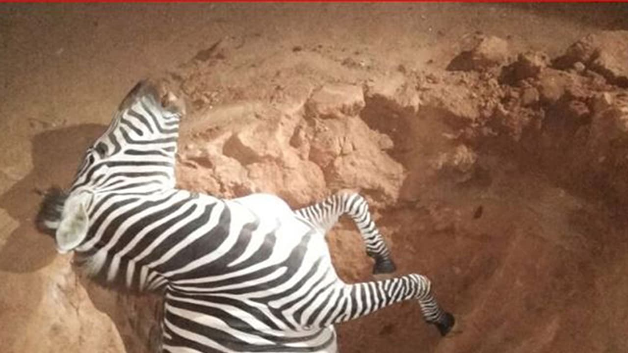 Pregnant Zebra falls into ditch and dies at Bannerghatta National Park Pregnant Zebra falls into ditch and dies at Bannerghatta National Park