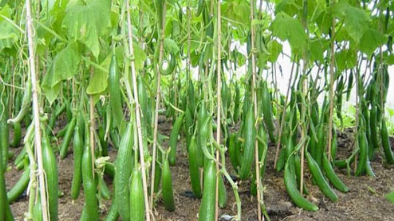 இயற்கை முறையில் வெள்ளரி சாகுபடி செய்யும்போது எதிர்கொள்ள வேண்டிய பிரச்சனைகளும், தீர்வுகளும்...