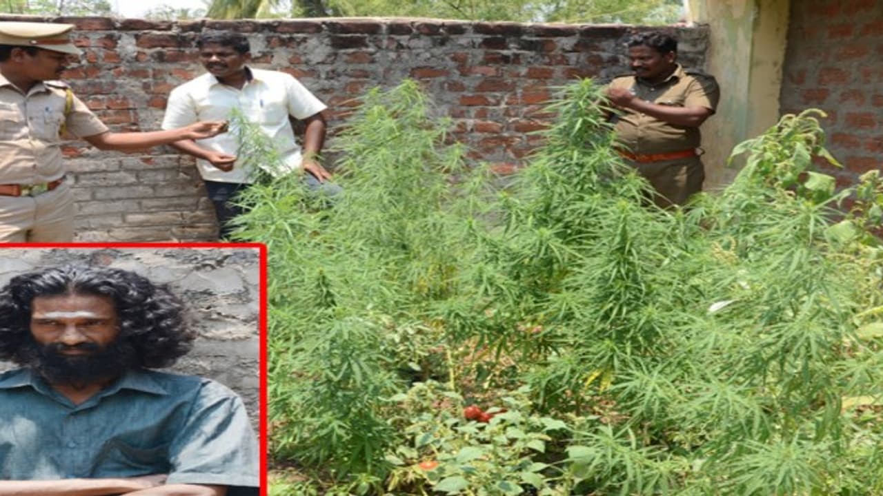 தக்காளிச் செடிக்கு நடுவில், ரகசியமாக கஞ்சா செடி வளர்த்தவர் கைது; புகாரின் பேரில் உடனடி நடவடிக்கை… தக்காளிச் செடிக்கு நடுவில், ரகசியமாக கஞ்சா செடி வளர்த்தவர் கைது; புகாரின் பேரில் உடனடி நடவடிக்கை…