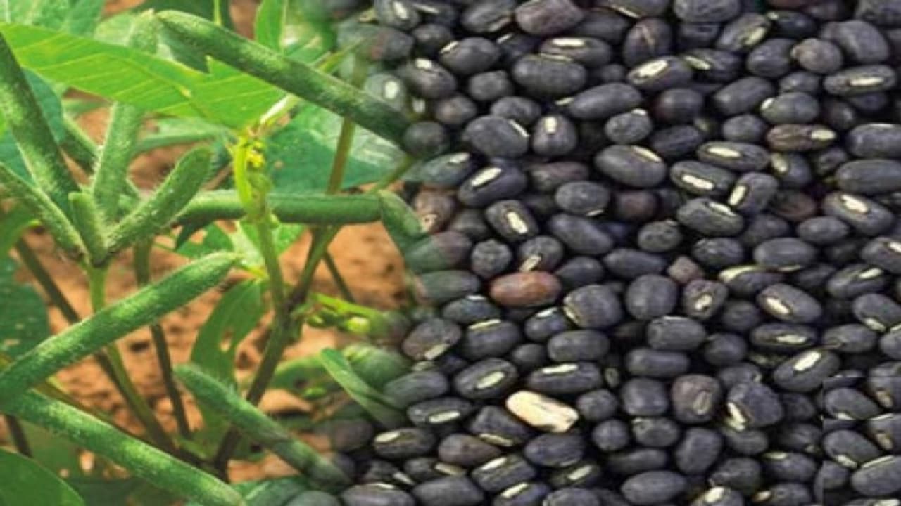 குறுகிய காலத்தில், குறைந்த செலவில், அதிக லாபம் தரும் “உளுந்து”… குறுகிய காலத்தில், குறைந்த செலவில், அதிக லாபம் தரும் “உளுந்து”…