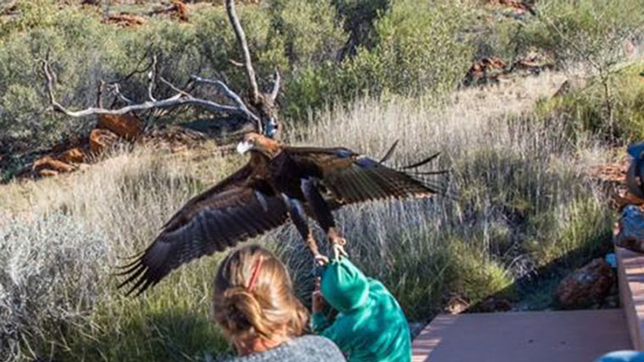 പക്ഷി പ്രദര്ശനം കാണാനെത്തിയ ബാലനെ പരുന്ത് റാഞ്ചാന് ശ്രമിച്ചു പക്ഷി പ്രദര്ശനം കാണാനെത്തിയ ബാലനെ പരുന്ത് റാഞ്ചാന് ശ്രമിച്ചു