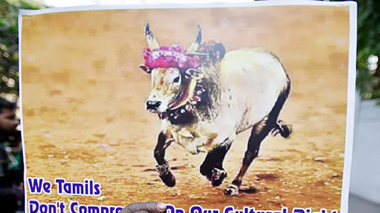 Tamil pride is reviving Jallikkettu, but Kerala let its unique bull race die silent Tamil pride is reviving Jallikkettu, but Kerala let its unique bull race die silent