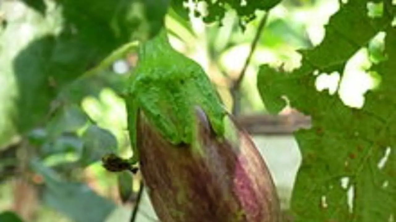 இப்படிப்பட்ட பூச்சிகளை ஒழித்தாலே கத்திரிக்காயில் அதிக மகசூல் பார்க்கலாம்...