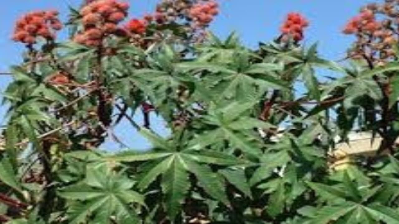 ஆமணக்கு சாகுபடியில் அதிக இலாபம் பெற வீரிய ஒட்டு இரகங்களை எப்படி பயன்படுத்தலாம்… ஆமணக்கு சாகுபடியில் அதிக இலாபம் பெற வீரிய ஒட்டு இரகங்களை எப்படி பயன்படுத்தலாம்…