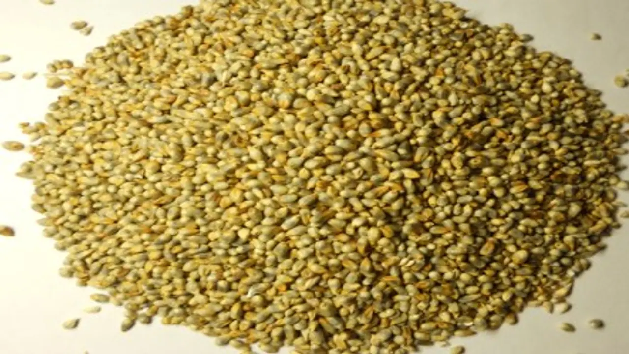 கம்பு அரிசியைப் பயன்படுத்தி எப்படியெல்லாம் ஆரோக்கியம் பெறலாம்…