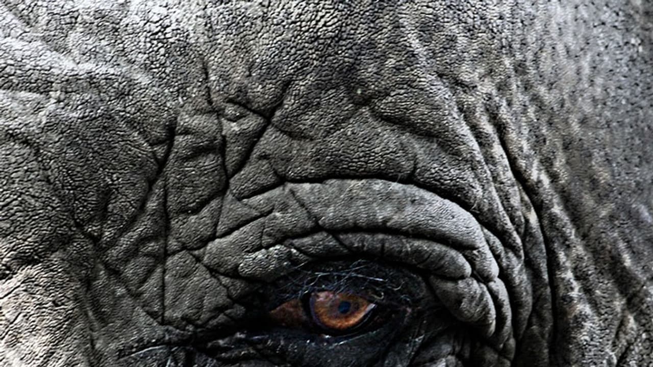 Tamil Nadu: Rogue elephant tramples teen to death