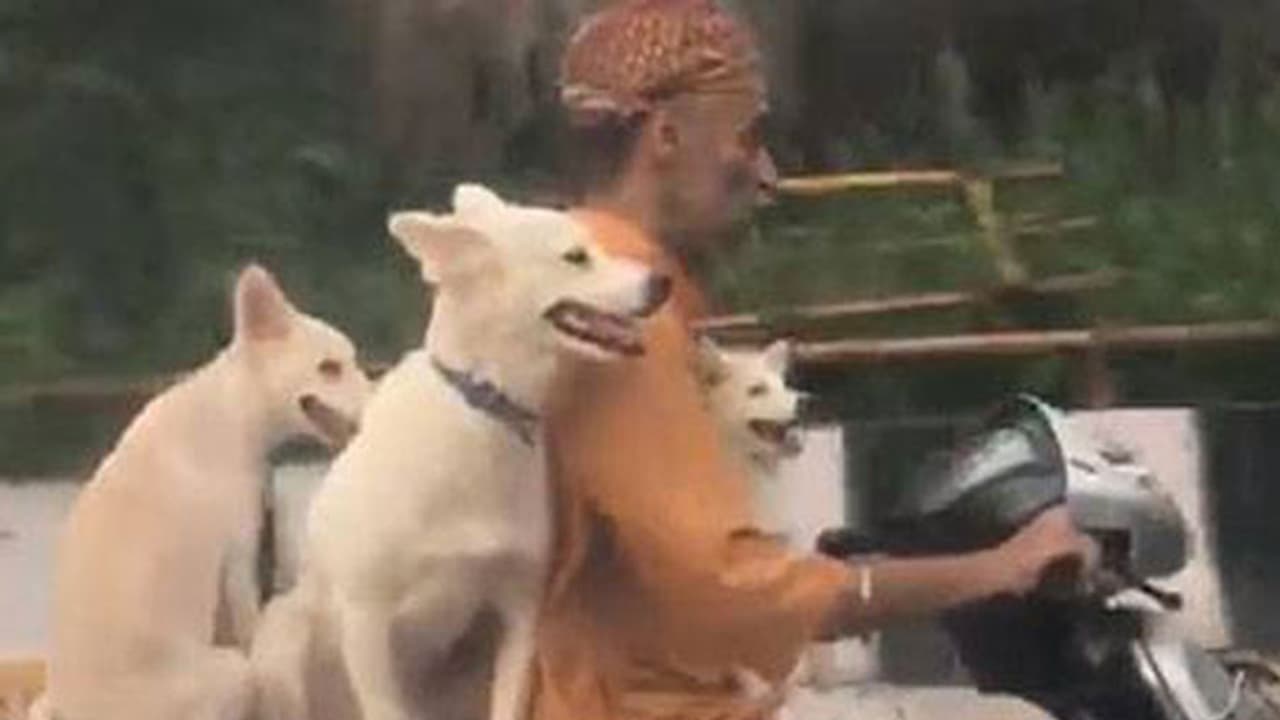 സ്കൂട്ടറില് 'ഫോര്ബിള്': വീഡിയോ വൈറലാകുന്നു സ്കൂട്ടറില് 'ഫോര്ബിള്': വീഡിയോ വൈറലാകുന്നു