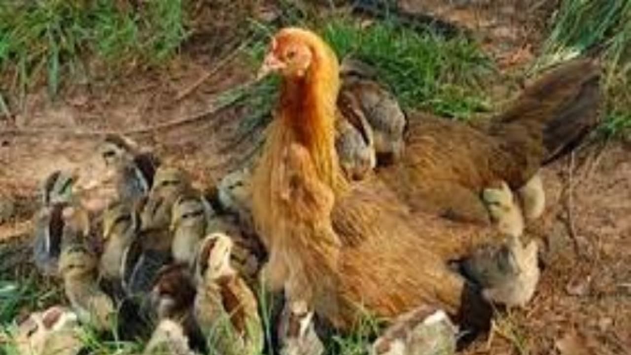 பிராய்லர் கோழி வளர்ப்பதை விட நாட்டு கோழி வளர்ப்பதே சிறந்தது ஏன்? பிராய்லர் கோழி வளர்ப்பதை விட நாட்டு கோழி வளர்ப்பதே சிறந்தது ஏன்?