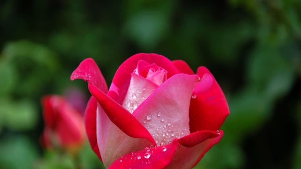 நோய்களை குணமாக்குவதில் இந்த பூக்களுக்குகூட பெரும் பங்கு உண்டு... நோய்களை குணமாக்குவதில் இந்த பூக்களுக்குகூட பெரும் பங்கு உண்டு...