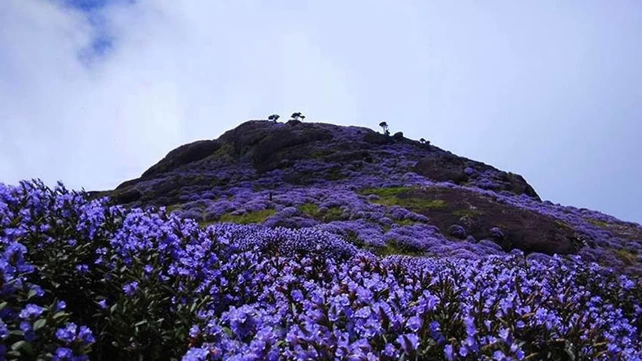 നീലക്കുറിഞ്ഞി ഉദ്യാനം; സഞ്ചാരികള് അറിയേണ്ടതെല്ലാം നീലക്കുറിഞ്ഞി ഉദ്യാനം; സഞ്ചാരികള് അറിയേണ്ടതെല്ലാം