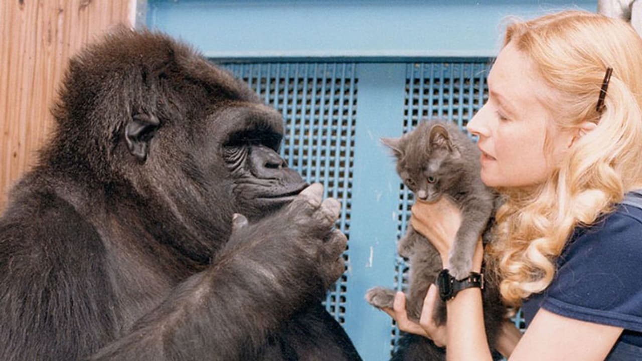 ഈ ഗൊറില്ലയ്ക്ക് ആംഗ്യഭാഷ അറിയാം