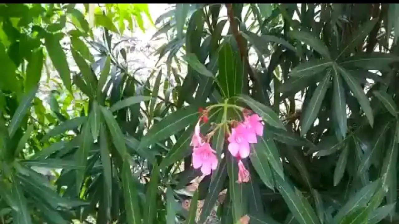 விஷம் நிறைந்த அரளிச் செடியில்கூட இவ்வளவு மருத்துவ குணங்கள் இருக்கு... விஷம் நிறைந்த அரளிச் செடியில்கூட இவ்வளவு மருத்துவ குணங்கள் இருக்கு...