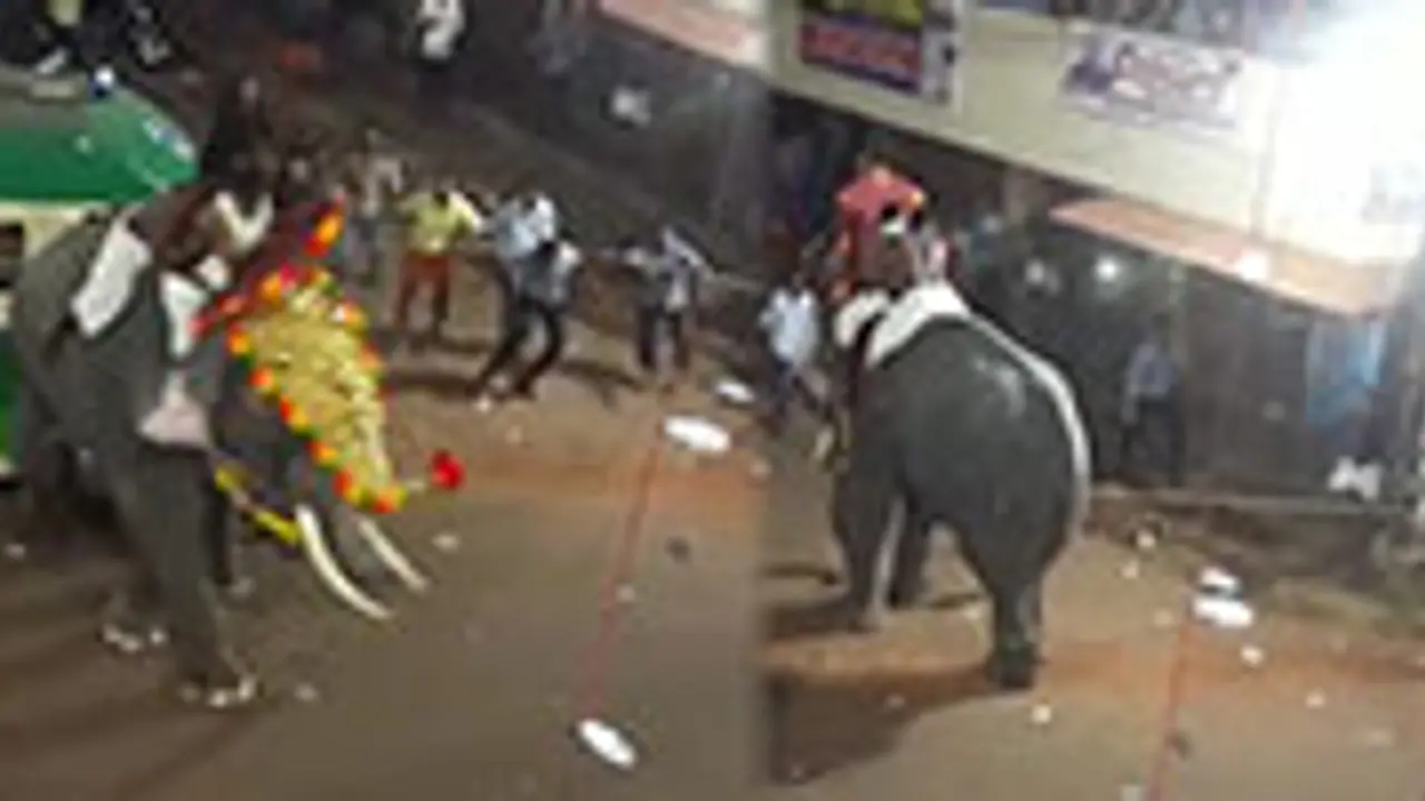 Elephant runs amok at Kerala temple, priest pulled to safety [Video]