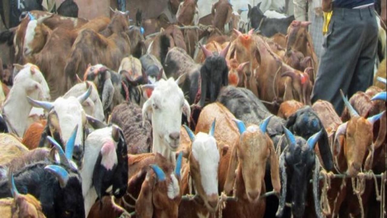 கிடா ஆடுகளை தேர்ந்தெடுக்க சில அட்டகாசமான டிப்ஸ்... கிடா ஆடுகளை தேர்ந்தெடுக்க சில அட்டகாசமான டிப்ஸ்...