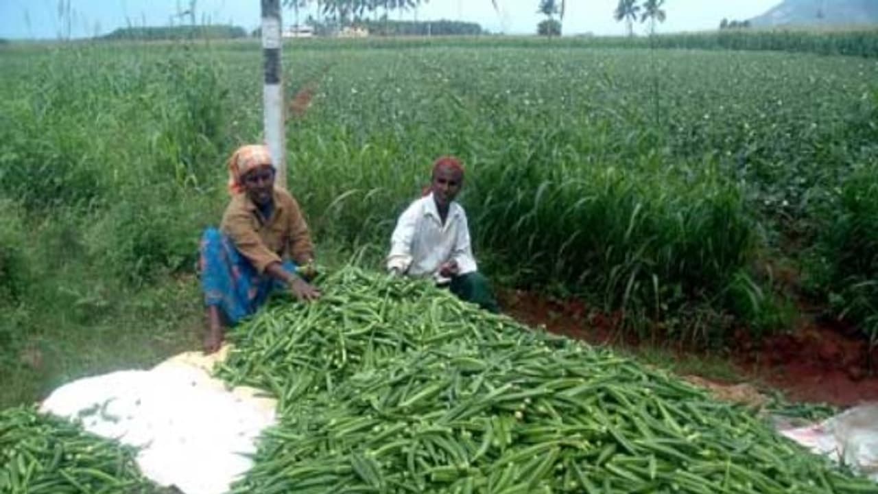 வெண்டை சாகுபடியில் நல்ல மகசூலை பெற இந்த முறையில் சாகுபடி செய்யலாம்… வெண்டை சாகுபடியில் நல்ல மகசூலை பெற இந்த முறையில் சாகுபடி செய்யலாம்…
