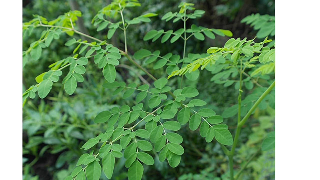 കുടിവെള്ളക്ഷാമം നേരിടാന് മുരിങ്ങ! കുടിവെള്ളക്ഷാമം നേരിടാന് മുരിങ്ങ!