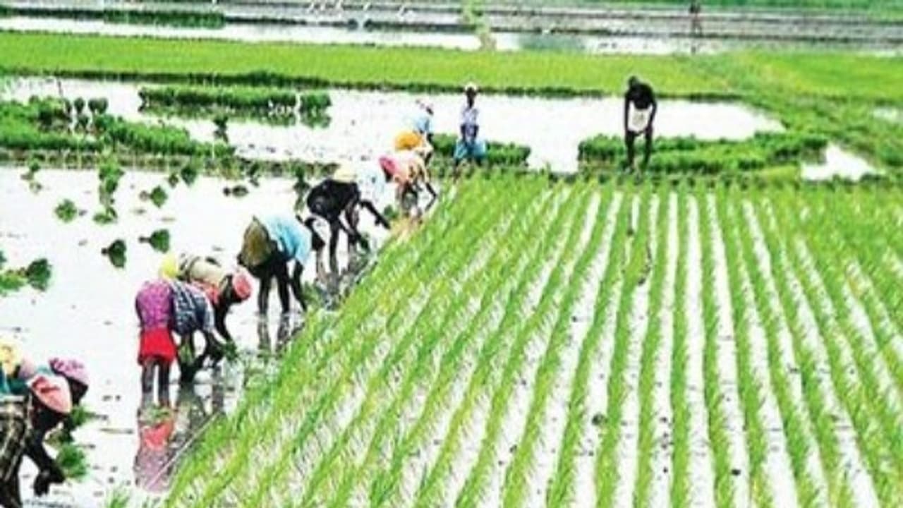 உயிராற்றல் விவசாயம் முறைகளைக் கடைப்பிடிப்பதில் அப்படியென்ன நன்மைகள் இருக்கு... உயிராற்றல் விவசாயம் முறைகளைக் கடைப்பிடிப்பதில் அப்படியென்ன நன்மைகள் இருக்கு...