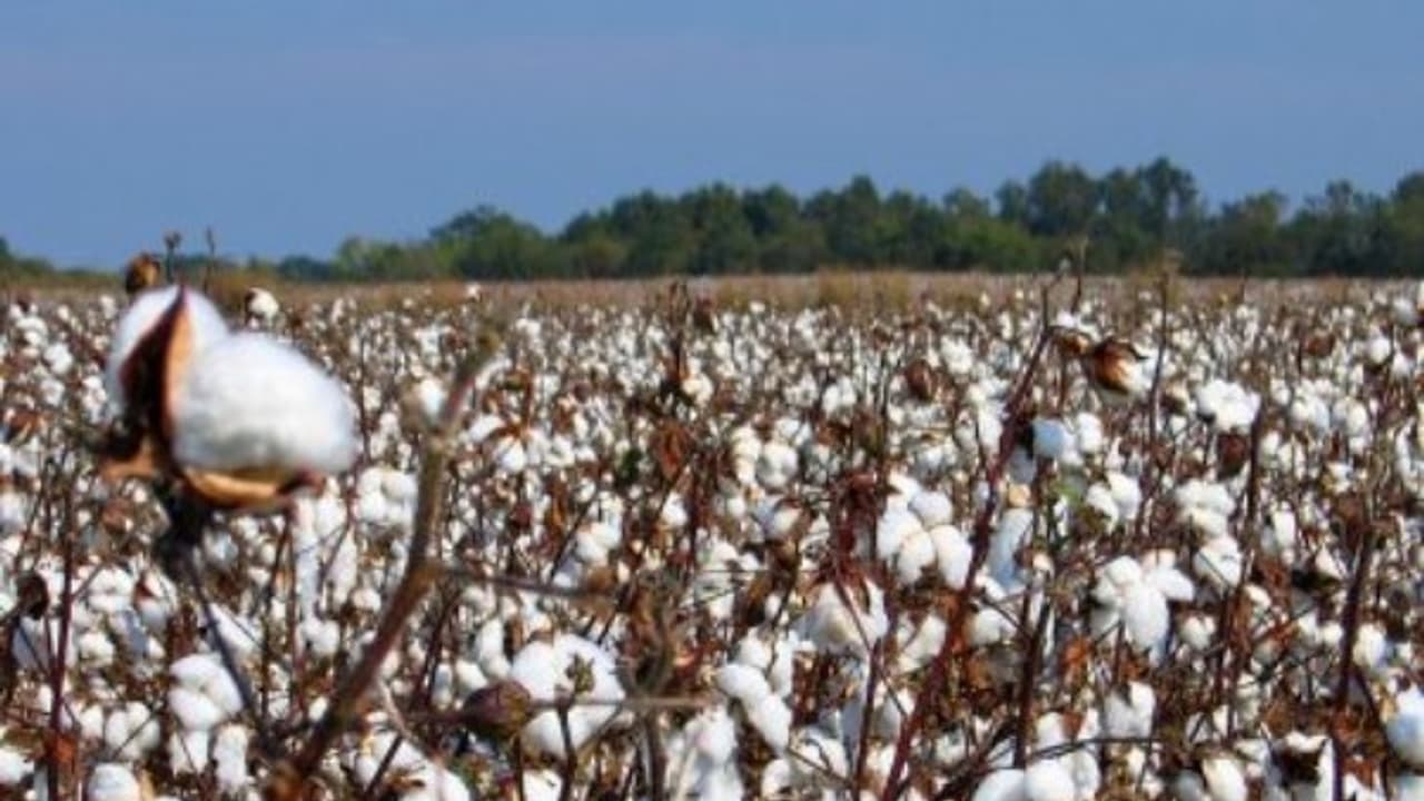 பருத்தி பயிர்களை தாக்க்கும் நோய்களை கட்டுப்படுத்தும் முறைகள் இதோ... பருத்தி பயிர்களை தாக்க்கும் நோய்களை கட்டுப்படுத்தும் முறைகள் இதோ...