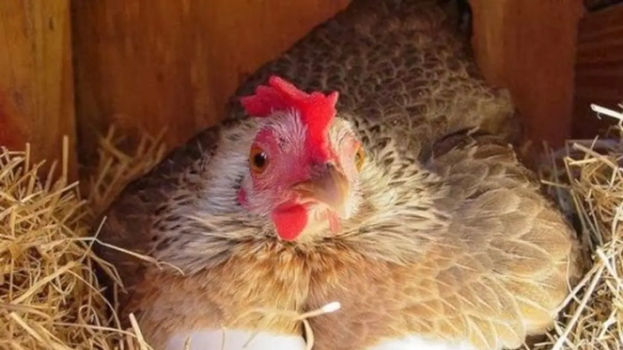 இயற்கை முறையில் அடைகாக்க பெட்டைக் கோழிகளை உட்கார வைக்கவும் ஒரு நேரம் இருக்கு? விரிவான தகவல் உள்ளே....