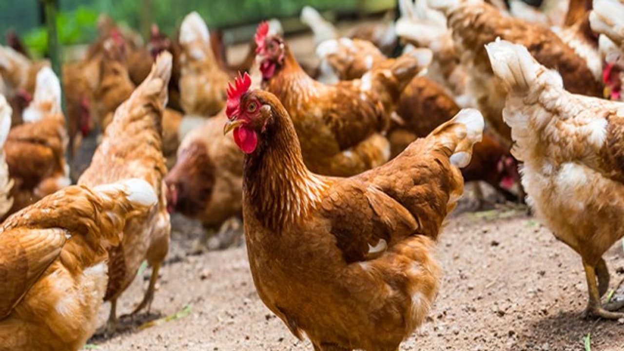 நாட்டுகோழிகளை வளர்ப்பதால் இவ்வளவு நன்மைகள் இருக்கு... நாட்டுகோழிகளை வளர்ப்பதால் இவ்வளவு நன்மைகள் இருக்கு...