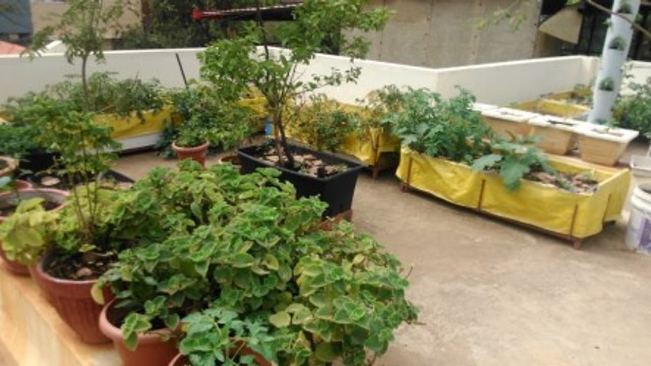 நீங்களே கூட மாடித் தோட்டம் அமைக்கலாம்; நோயற்ற வாழ்வும், நஞ்சற்ற உணவுமும் உங்கள் கையில்… நீங்களே கூட மாடித் தோட்டம் அமைக்கலாம்; நோயற்ற வாழ்வும், நஞ்சற்ற உணவுமும் உங்கள் கையில்…