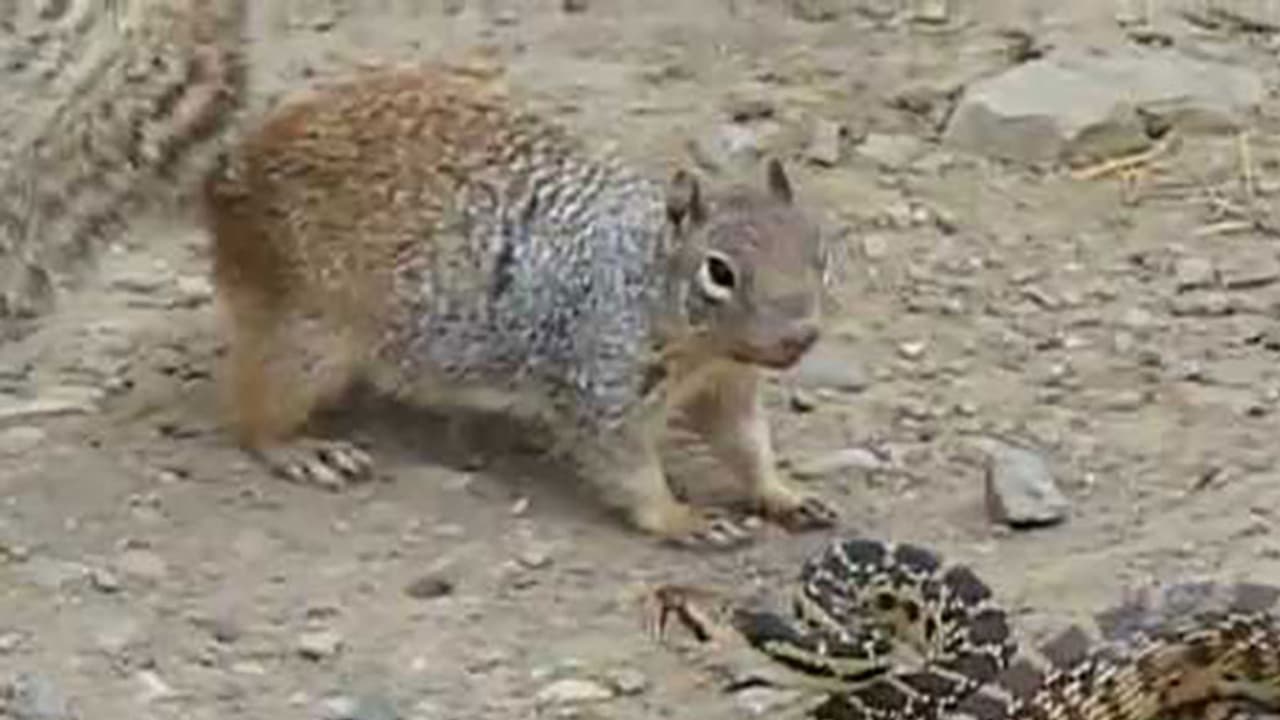 Watch: This squirrel chose to eat a snake and shockingly won Watch: This squirrel chose to eat a snake and shockingly won
