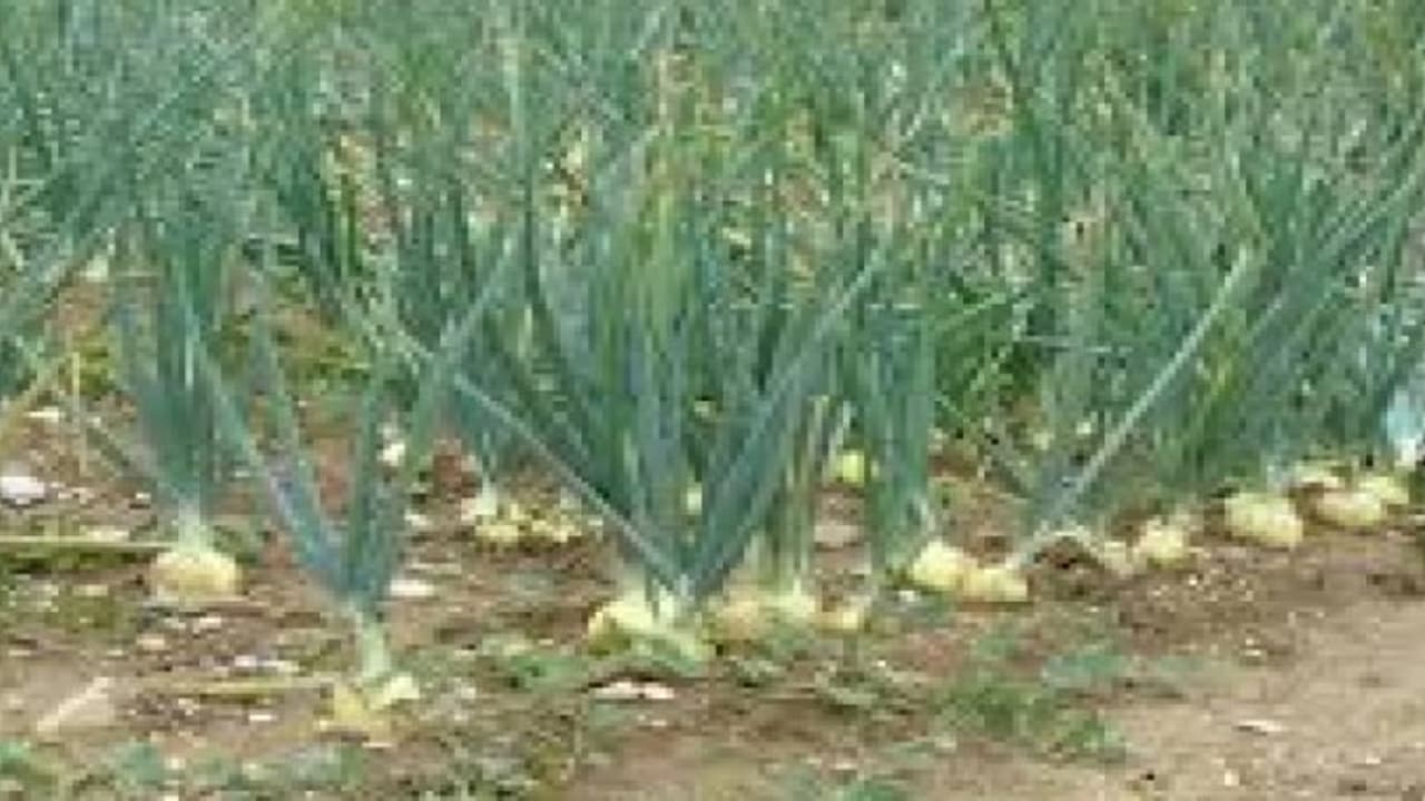 70 நாள்களில் 90 ஆயிரம் ரூபாய் லாபம் எடுக்கலாம். எப்படி? 70 நாள்களில் 90 ஆயிரம் ரூபாய் லாபம் எடுக்கலாம். எப்படி?