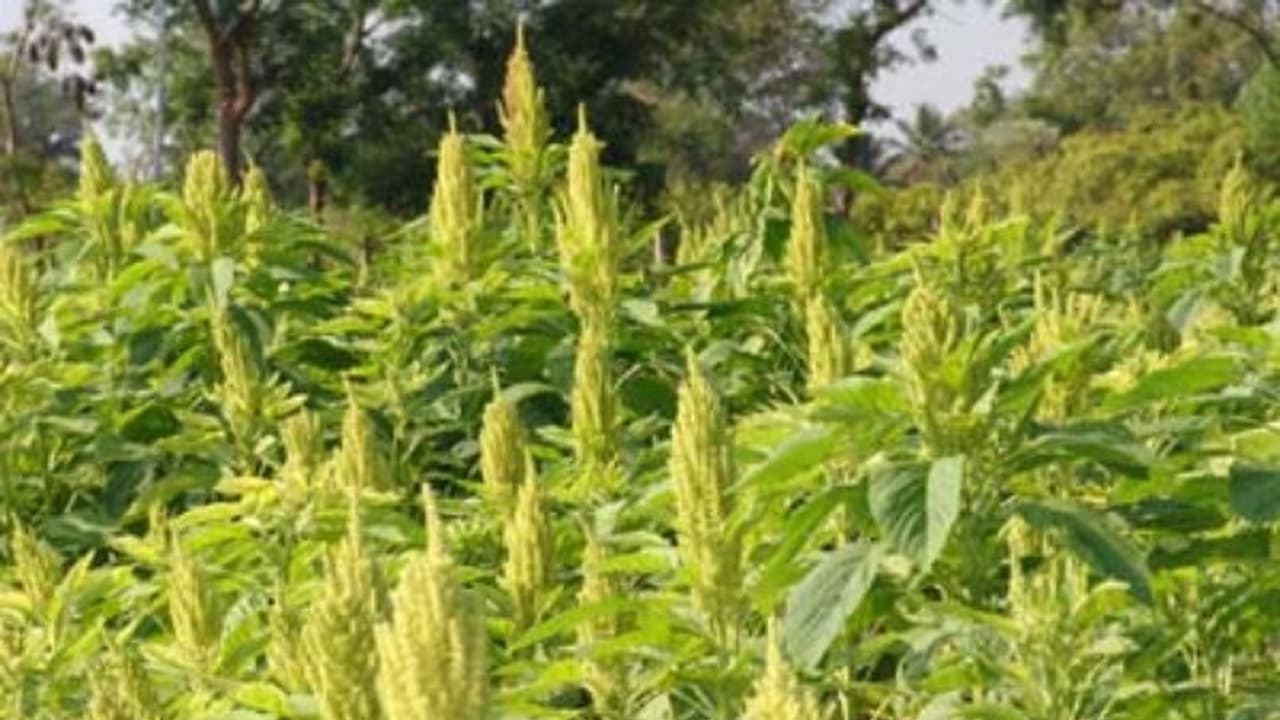 எண்ணெய்ப் பயிர் வித்துகளின் முளைப்புத் திறனை பாதுகாக்க இதை செய்தாலே போதும்... எண்ணெய்ப் பயிர் வித்துகளின் முளைப்புத் திறனை பாதுகாக்க இதை செய்தாலே போதும்...