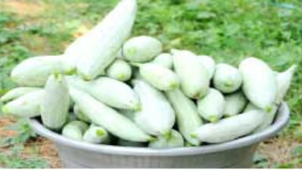 குட்டைப்புடலை சாகுபடியில் நிகர லாபம் ரூ.16 ஆயிரம் எடுக்கலாம்… குட்டைப்புடலை சாகுபடியில் நிகர லாபம் ரூ.16 ஆயிரம் எடுக்கலாம்…