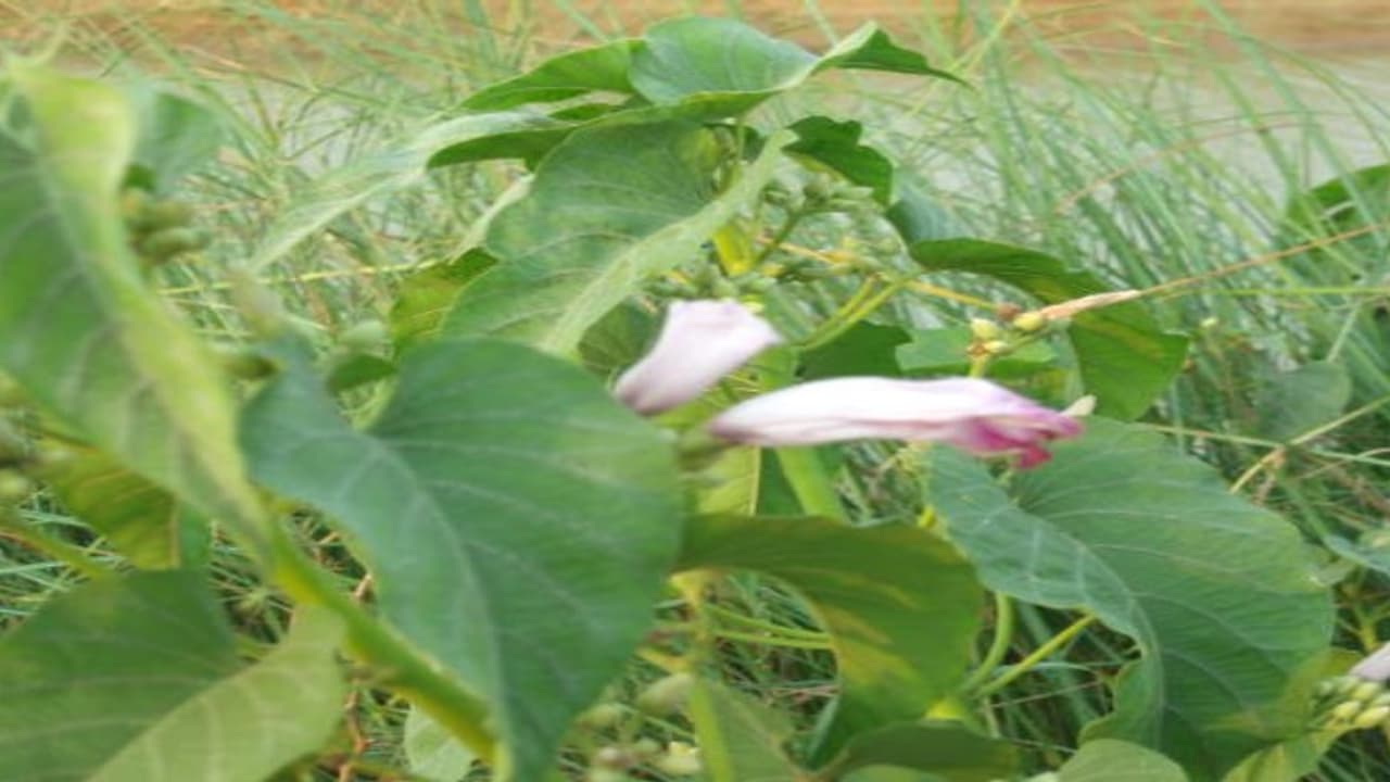 எள்ளுச் செடியின் மருத்துவ குணங்கள் பற்றித் தெரிந்து கொள்ளங்கள்… எள்ளுச் செடியின் மருத்துவ குணங்கள் பற்றித் தெரிந்து கொள்ளங்கள்…