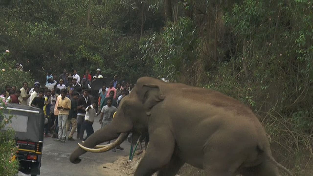വന്യജീവി ആക്രമണം; 8 വർഷത്തിനിടെ കേരളത്തിൽ കൊല്ലപ്പെട്ടത് 909 പേർ, നഷ്ടപരിഹാരം കിട്ടാതെ നിരവധി കുടുംബങ്ങൾ