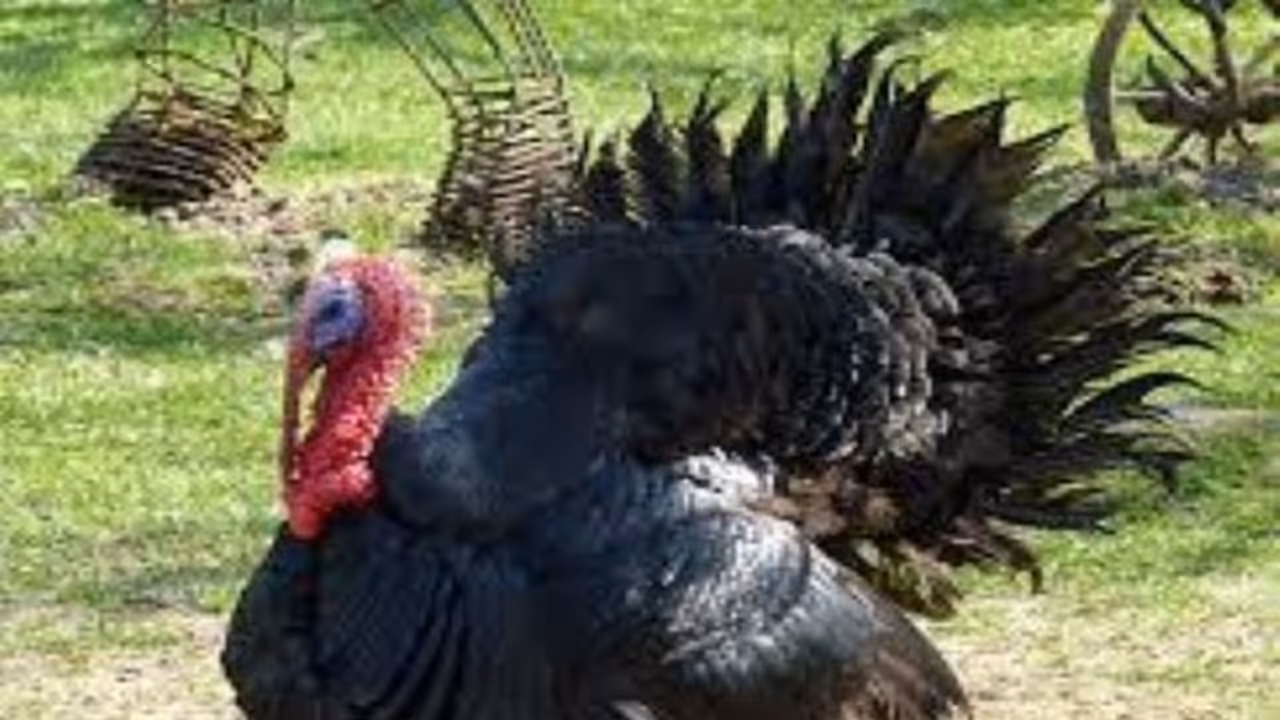 வான்கோழிகளை அடைக்கு வைப்பதில் எவ்வளவு முறைகள் இருக்கு தெரியுமா? வான்கோழிகளை அடைக்கு வைப்பதில் எவ்வளவு முறைகள் இருக்கு தெரியுமா?