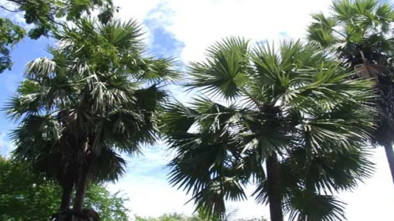 பனை மரத்தில் இருந்து கிடைக்கும் பதநீர், கருப்பட்டிக்கு நல்ல மவுசு உண்டு… பனை மரத்தில் இருந்து கிடைக்கும் பதநீர், கருப்பட்டிக்கு நல்ல மவுசு உண்டு…